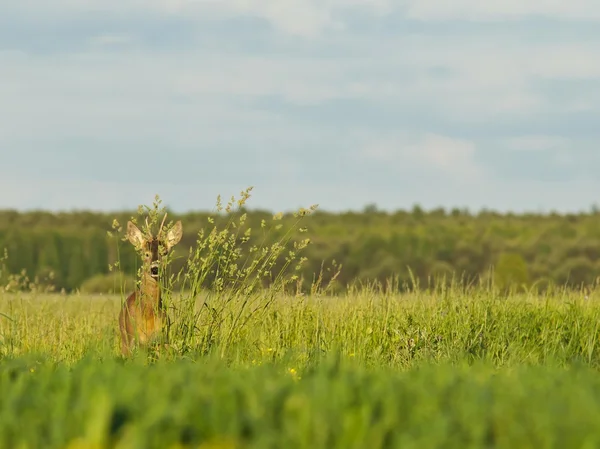 Deer roe Stock Fotó