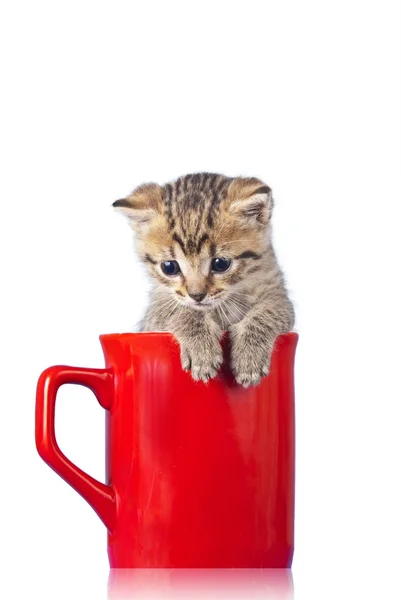 Котенок в чашке Лицензионные Стоковые Изображения