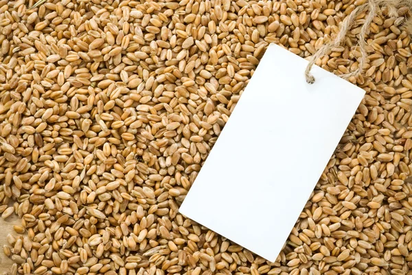 Пшеничное зерно и цена тега — стоковое фото