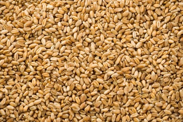 Зерно пшеницы в качестве фона — стоковое фото