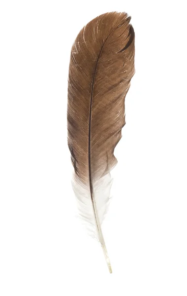 Πένα φτερό που απομονώνονται σε λευκό — Φωτογραφία Αρχείου