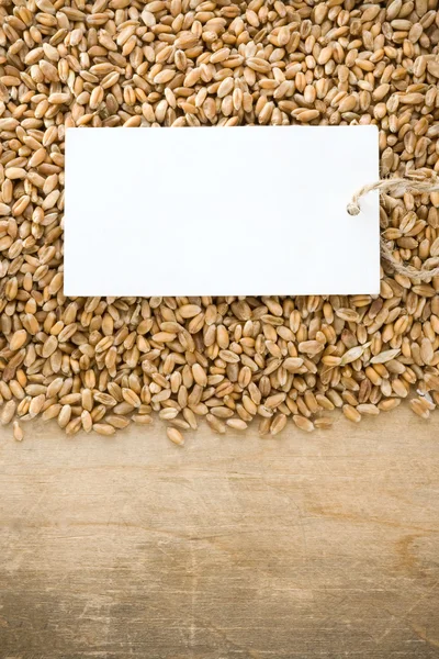 Grão de trigo e preço de etiqueta — Fotografia de Stock