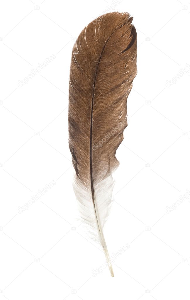 Feather pen isolated on white