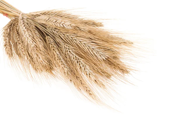 Pšenice hranice špička — Stock fotografie