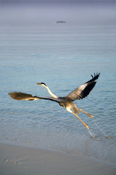 Heron decolando — Fotografia de Stock
