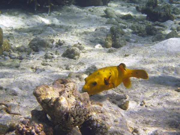 Жовтий Boxfish (Ostracion cubicus) — стокове фото