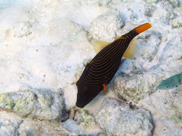 Oranje-striped Trekkervissen — Stockfoto