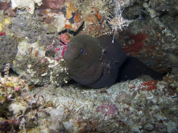 Giant moray eel (Gymnothorax javanicus) — Stock Photo, Image