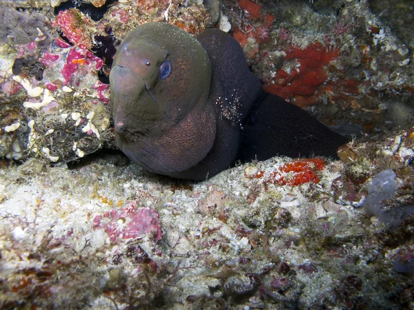 Moray anguila gigante (Gymnothorax javanicus) — Foto de Stock