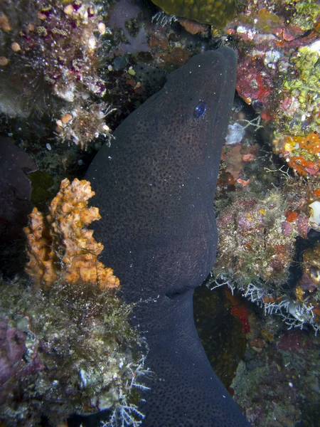 Dev Moray Yılanbalığı (Gymnothorax javanicus) — Stok fotoğraf