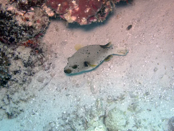 Schwarzfleckkugelfisch (arothron nigropunctatus)) — Stockfoto