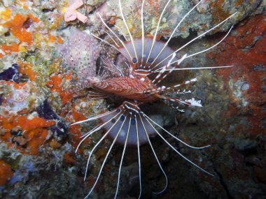 Spot fin Lionfish (Pterois antennata)