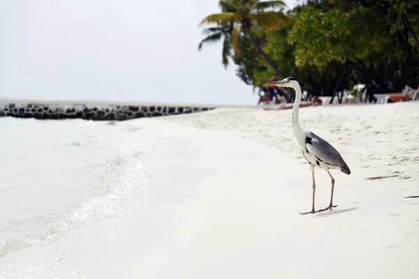 Heron on beach — Stock Photo, Image