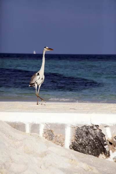 stock image Heron on beach