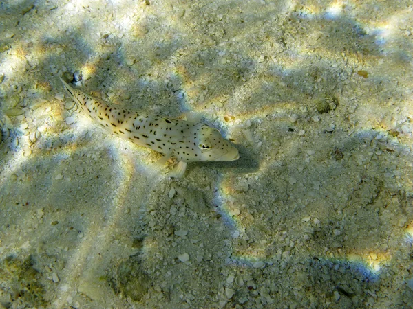 Benekli Sandperch (Parapercis Hexophtalma) — Stok fotoğraf
