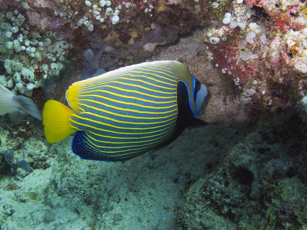 Pesce angelo imperiale (Pomacanthus imperator ) — Foto Stock