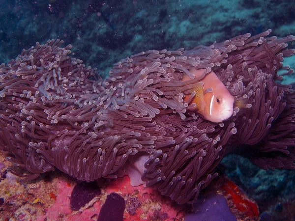 Maledivy Sasanka ryby (Amphiprion nigripes) — Stock fotografie