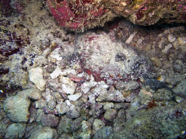 Peixe-pedra (Synanceia verrucasa ) — Fotografia de Stock