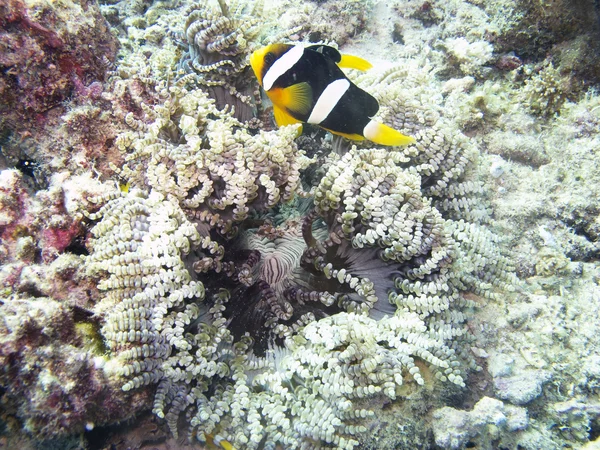 Clarks Anemonefish (Amphiprion Clarkii)) — 스톡 사진