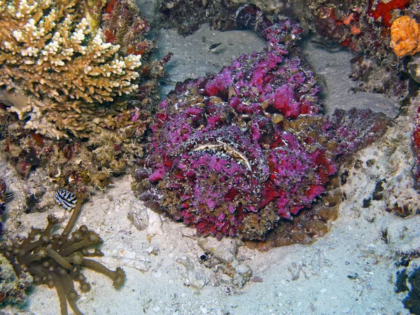 Peixe-pedra (Synanceia verrucosa ) — Fotografia de Stock