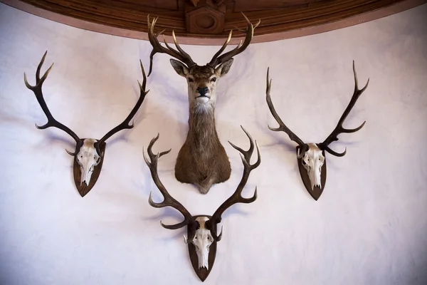 stock image Trophies on a wall