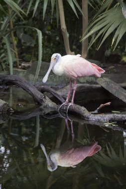 pembe kaşıkçı (platalea ajaja)