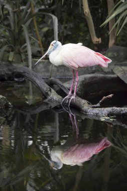 pembe kaşıkçı (platalea ajaja)