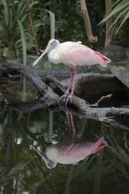 pembe kaşıkçı (platalea ajaja)