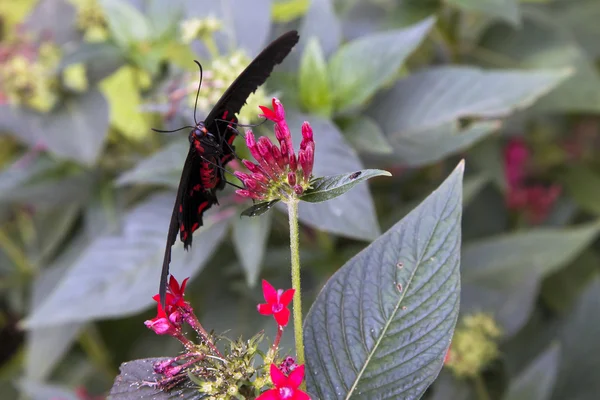 stock image Postman butterfly