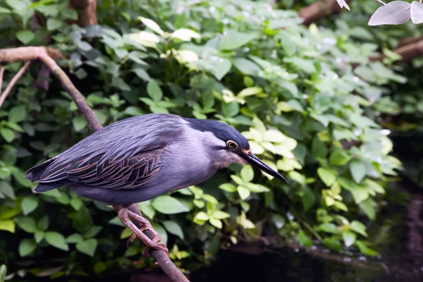 Striated Mangrove Heron — Fotografie, imagine de stoc
