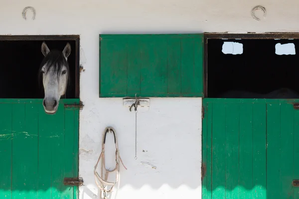 Stock image HORSE IN THE STABLE