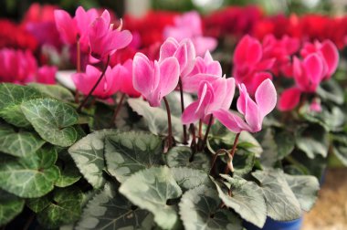 Cyclamen Flowers clipart