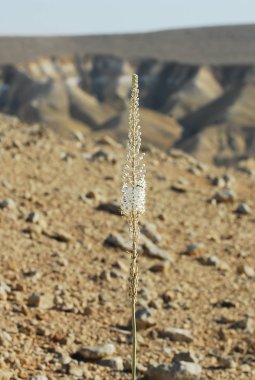 Sea Squill Plant In the Desert