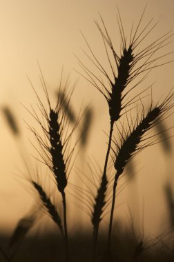 Silhouette of Wheat Field clipart