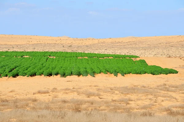 Сельское хозяйство - Рост в пустыне — стоковое фото