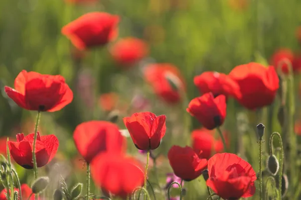 Flores de anêmona vermelha — Fotografia de Stock