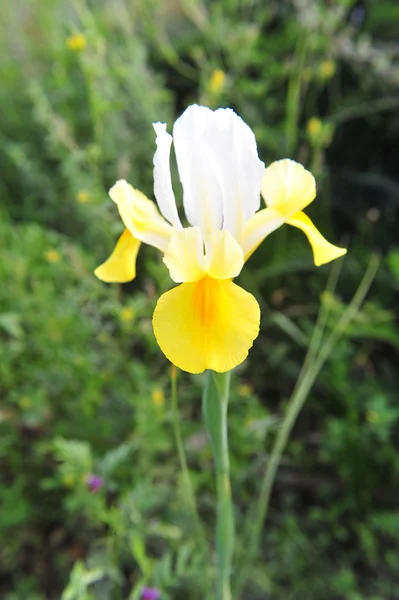 Flor amarilla del iris blanco —  Fotos de Stock