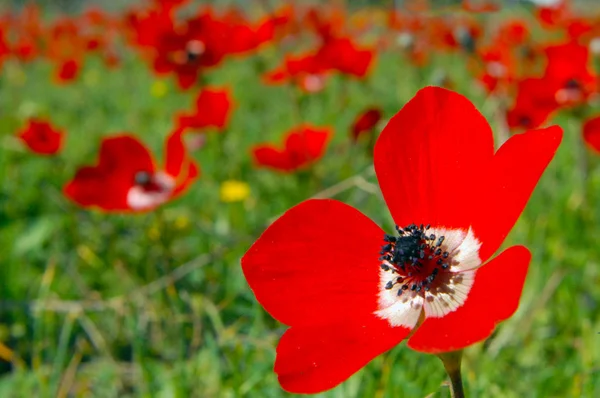Anemone Poppy Flowers — Stock Photo, Image