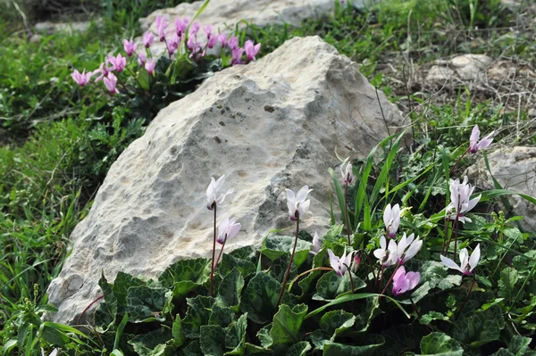 Cyclamen Flowers — Stock Photo, Image
