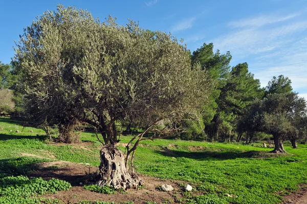 Старий оливкове дерево — стокове фото