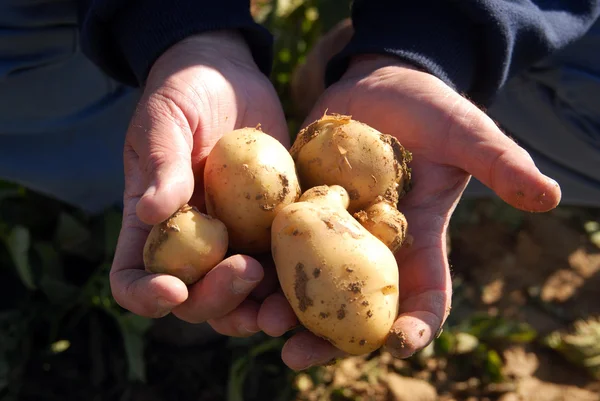 Mão segurando batatas — Fotografia de Stock
