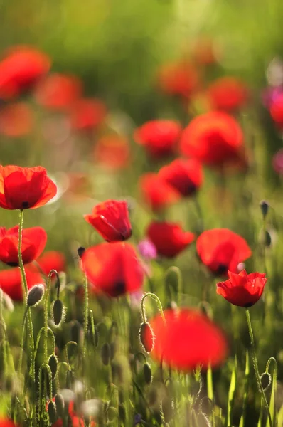Czerwony Anemon kwiaty — Zdjęcie stockowe
