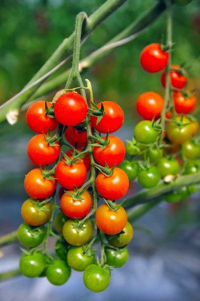 Huerto cultivando tomates de árbol — Foto de Stock