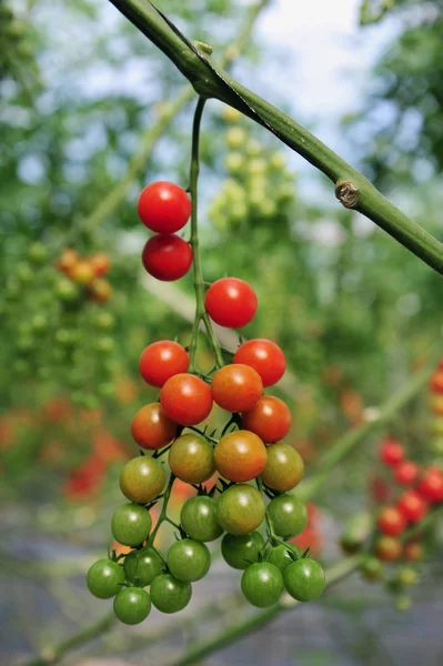 Orchard Growing Tree Tomatoes — Stock Photo, Image