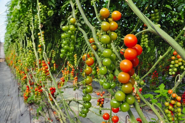 Orchard Growing Tree Tomatos — стоковое фото