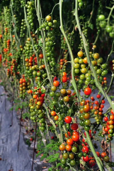 Ağaç domates büyüyen meyve bahçesi — Stok fotoğraf