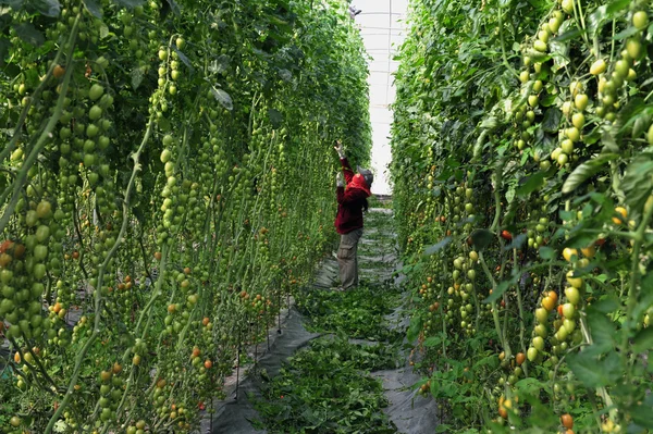 Huerto cultivando tomates de árbol —  Fotos de Stock