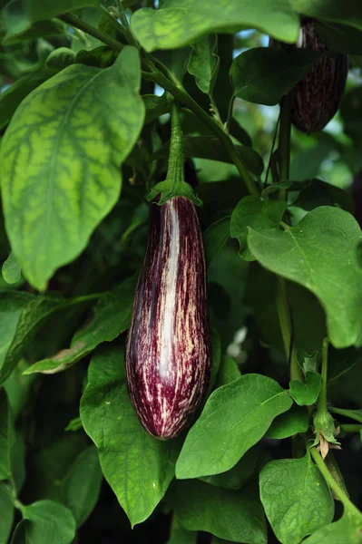 Eggplant Growing on a Tree — Stock Photo, Image