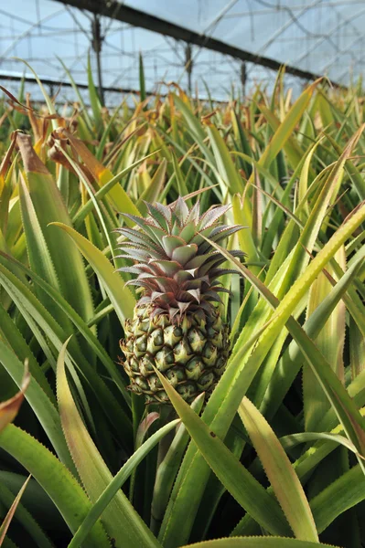 Pineapple Tree — Stock Photo, Image