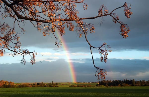 Пейзаж с радугой — стоковое фото